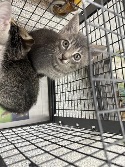 A baby small-sized male Domestic Short Hair cat named A for adoption in Pasadena, TX