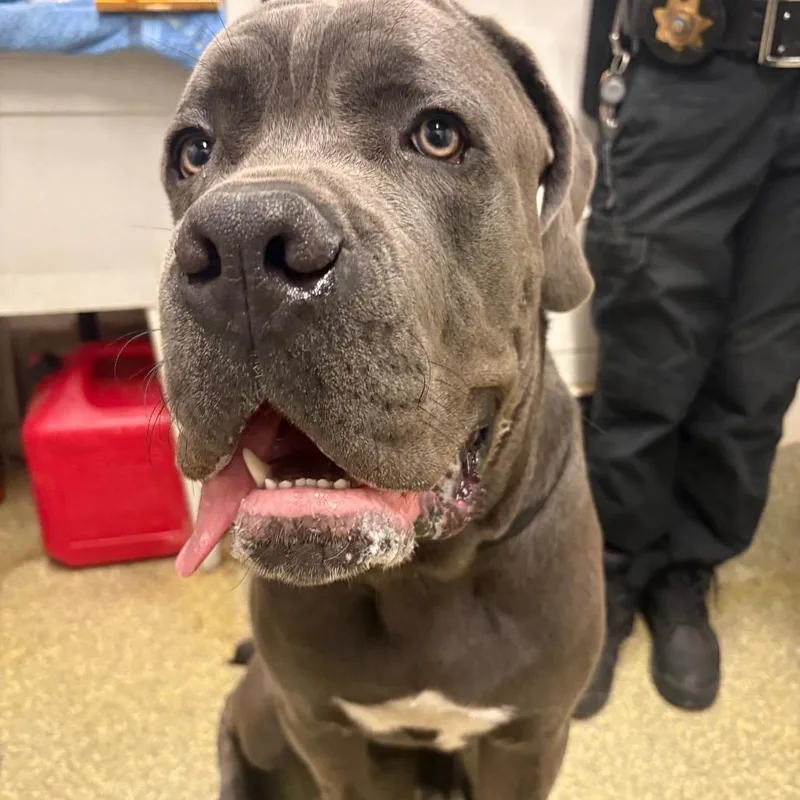 An adult large-sized male Gray / Blue / Silver Mastiff dog named IVHSStray for adoption in San Gabriel, CA