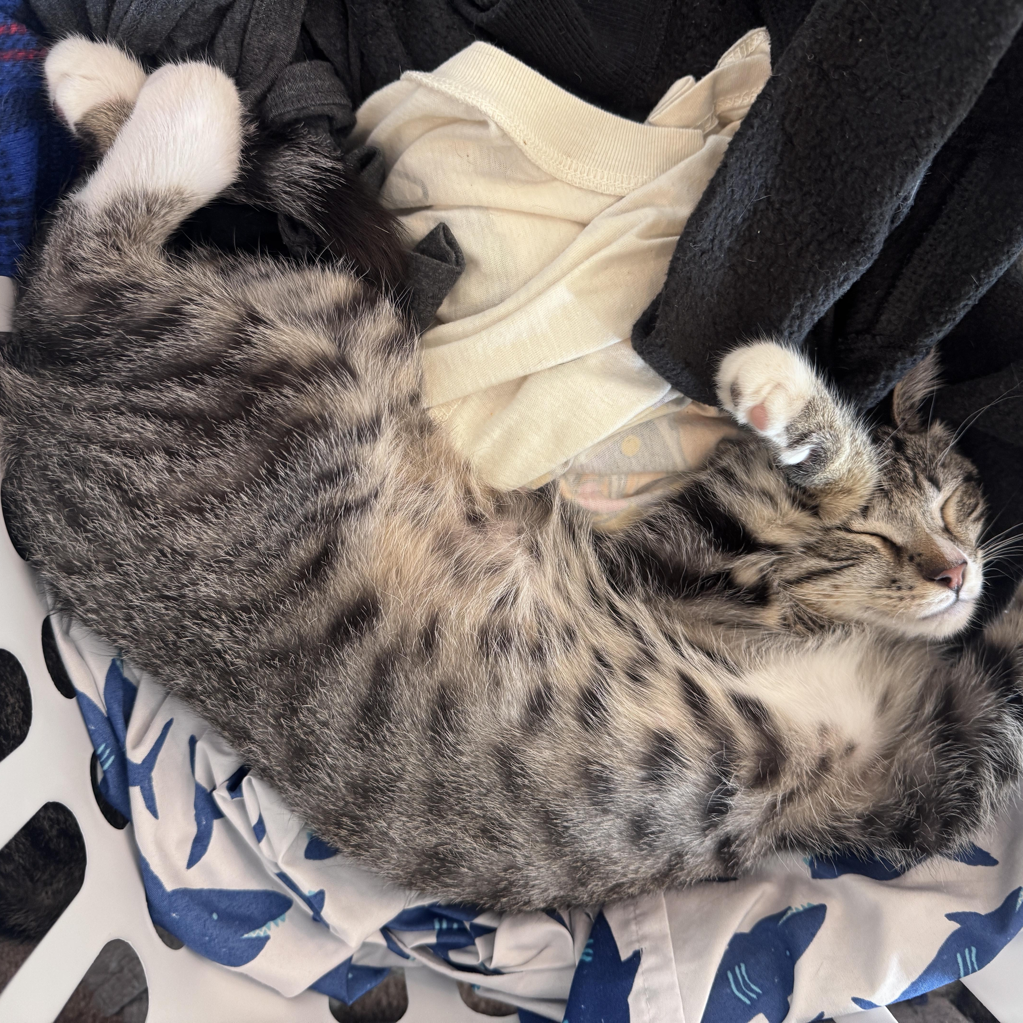 A baby small-sized male Tabby (Gray / Blue / Silver) Domestic Short Hair cat named Pretzel MONTHS for adoption in Bristow, VA