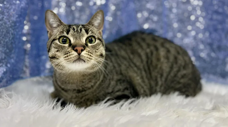 An adult medium-sized male Domestic Short Hair cat named Tobi for adoption in Clarkesville, GA