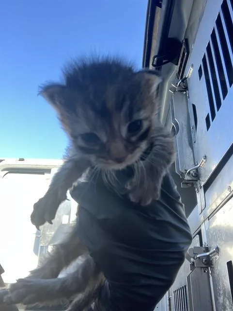A baby small-sized female Domestic Short Hair cat named Parr for adoption in Dallas, TX