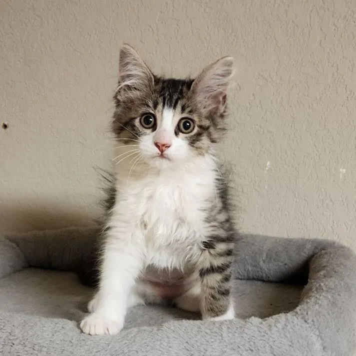 A baby small-sized male Brown / Chocolate Domestic Short Hair cat named O'Malley for adoption in Houston, TX