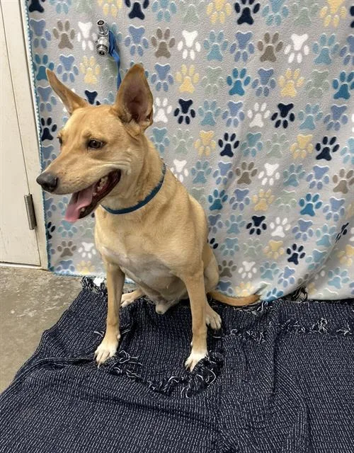 An adult medium-sized male Basenji dog named Benji for adoption in Rosenberg, TX