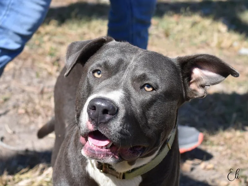 A young medium-sized male Pit Bull Terrier dog named Eli for adoption in Conroe, TX