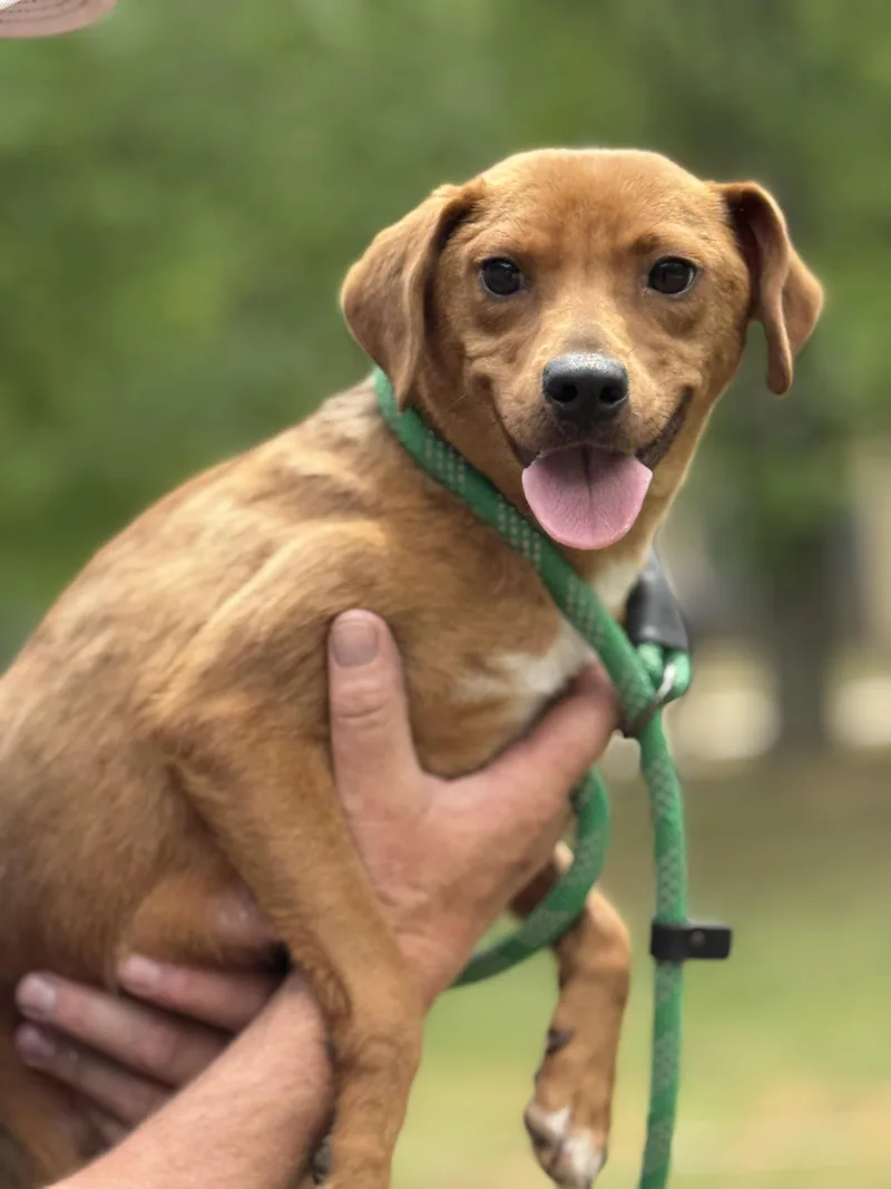 A young small-sized female Red / Chestnut / Orange Beagle dog named Fairy Princess for adoption in Meherrin, VA