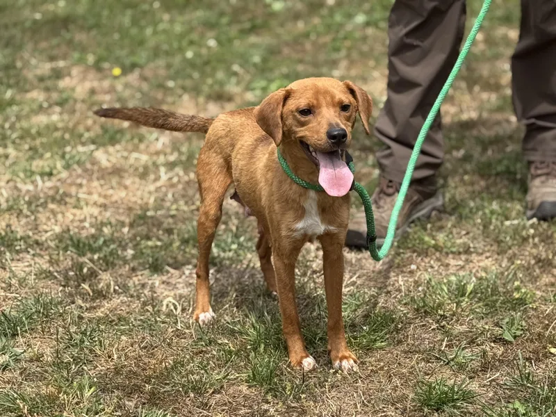 Fairy Princess thumbnail 2