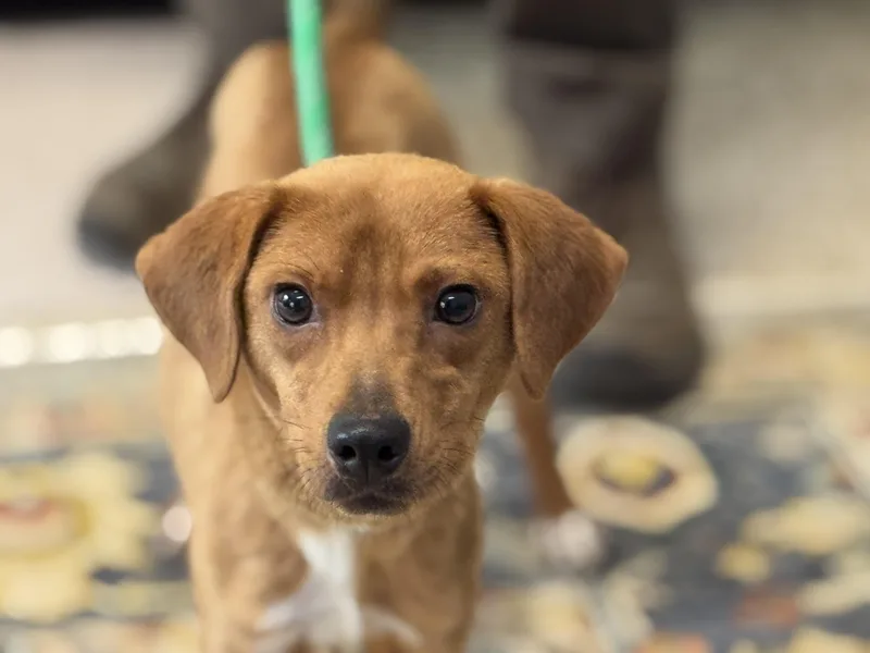 Fairy Princess thumbnail 3