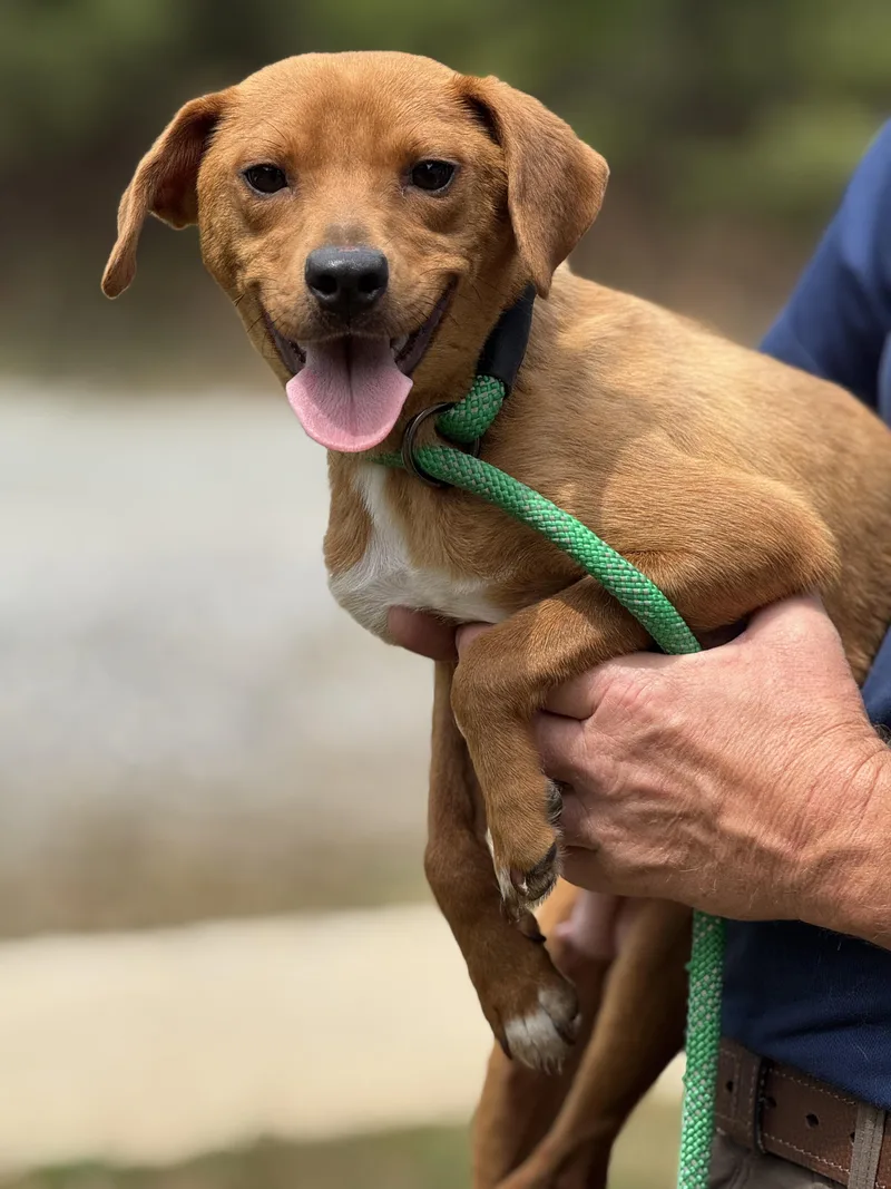 Fairy Princess thumbnail 4