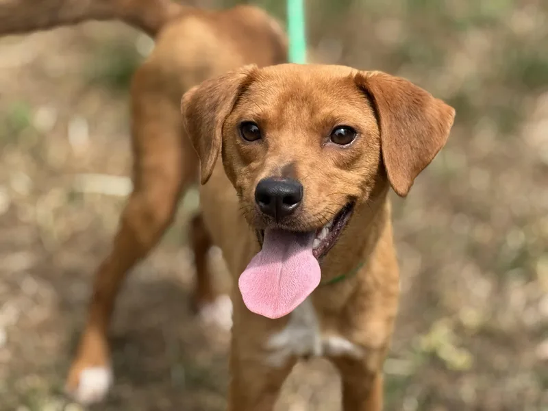 Fairy Princess thumbnail 5