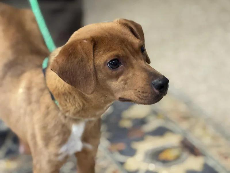 Fairy Princess thumbnail 6