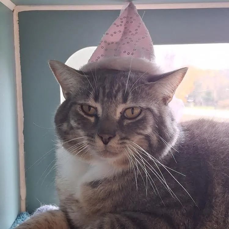 An adult large-sized female Gray / Blue / Silver Domestic Short Hair cat named Mini for adoption in Morrisville, VT
