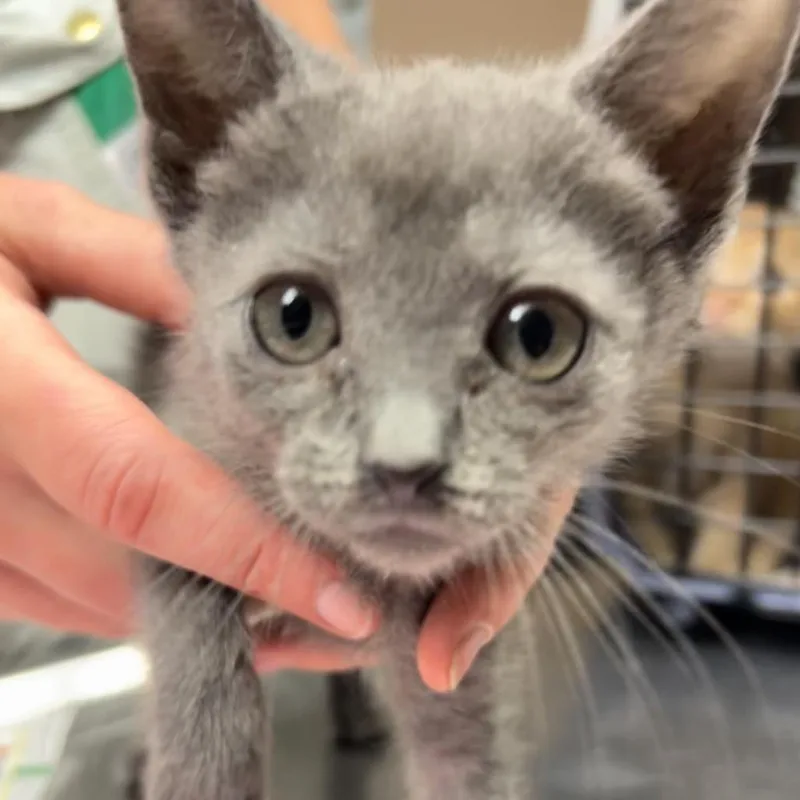 A baby small-sized female Gray / Blue / Silver Domestic Short Hair cat named Jane for adoption in Newport, NC