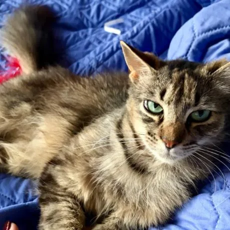A young medium-sized female Brown / Chocolate Domestic Long Hair cat named Donut for adoption in Redwood City, CA