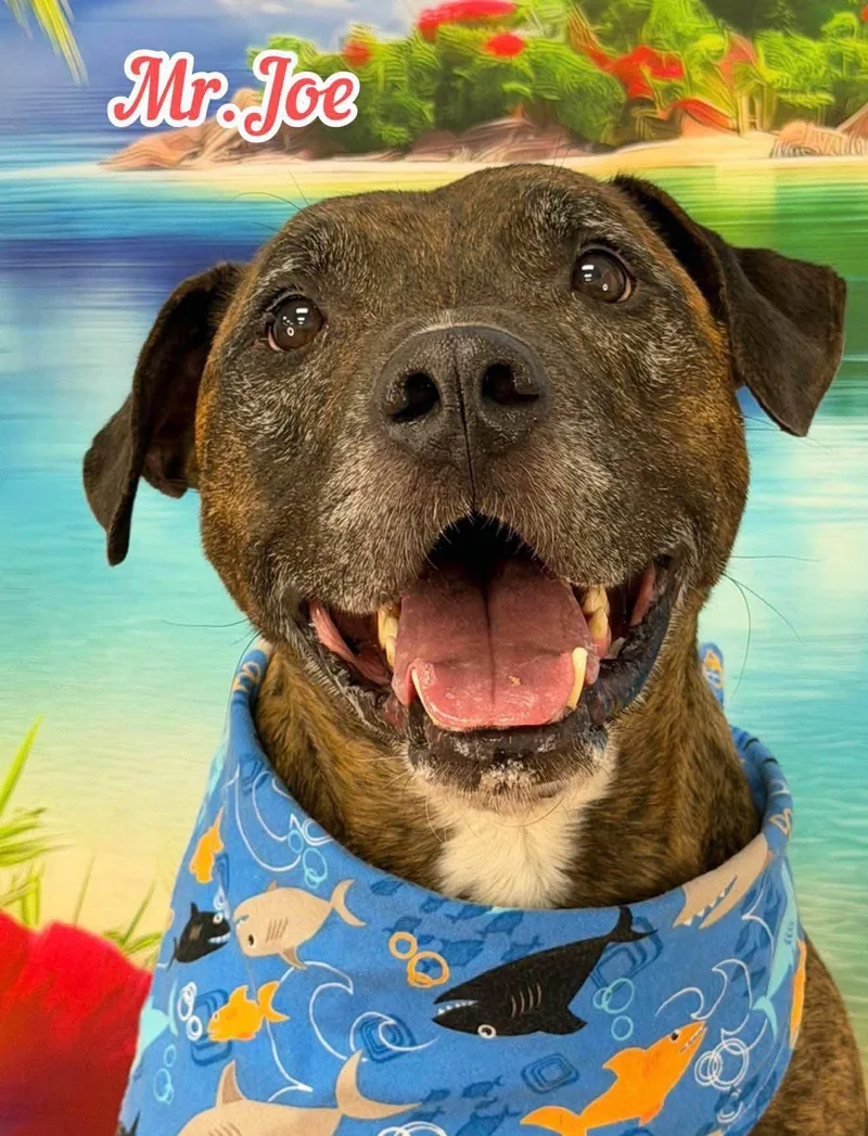 A senior large-sized male Brindle Mixed Breed dog named Mr. Joe for adoption in Flint, MI