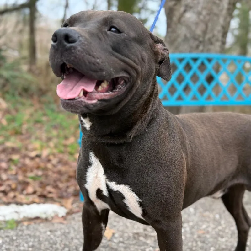 An adult medium-sized male Black Mixed Breed dog named Apollo for adoption in Monroeville, AL