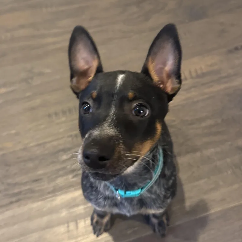 Lily thumbnail 3