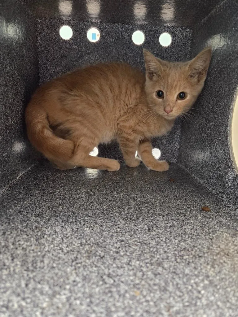 A baby small-sized male Domestic Short Hair cat named Demi for adoption in Athens, TN