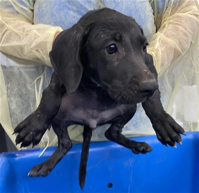 A baby large-sized female Mixed Breed dog named Scarlett for adoption in Dallas, TX