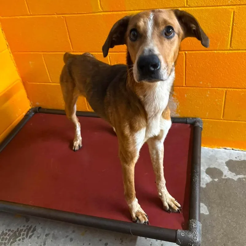 An adult medium-sized male Brown / Chocolate Collie dog named Scrap for adoption in Shinnston, WV