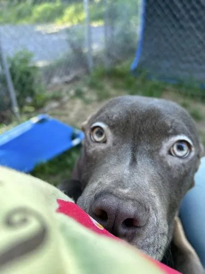 A baby medium-sized male Mixed Breed dog named Mason for adoption in Hobart, IN