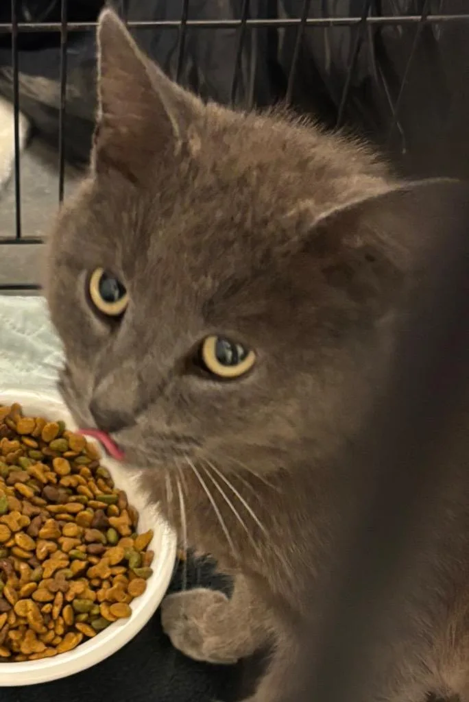 An adult large-sized male Domestic Short Hair cat named Evan for adoption in Elizabethton, TN