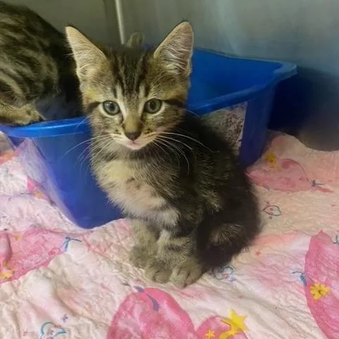 A baby small-sized male Domestic Short Hair cat named Jupiter for adoption in Chehalis, WA