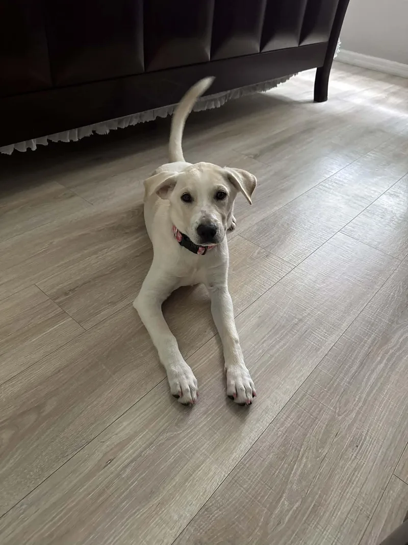 A young medium-sized female Mixed Breed dog named Winnie for adoption in New Smyrna Beach, FL