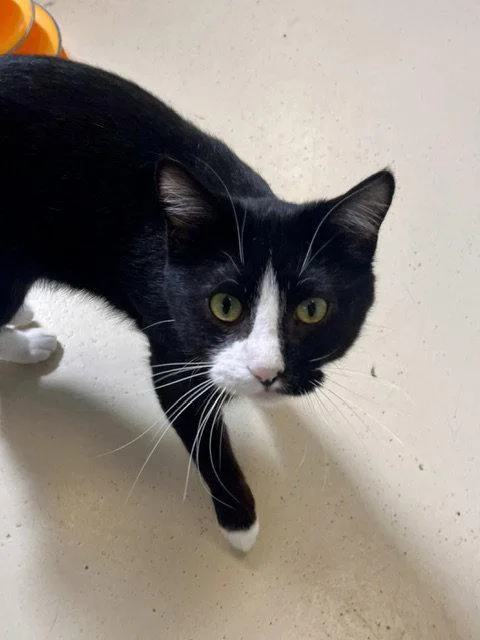 An adult medium-sized male Black & White / Tuxedo Domestic Short Hair cat named Sully for adoption in Webster, WI