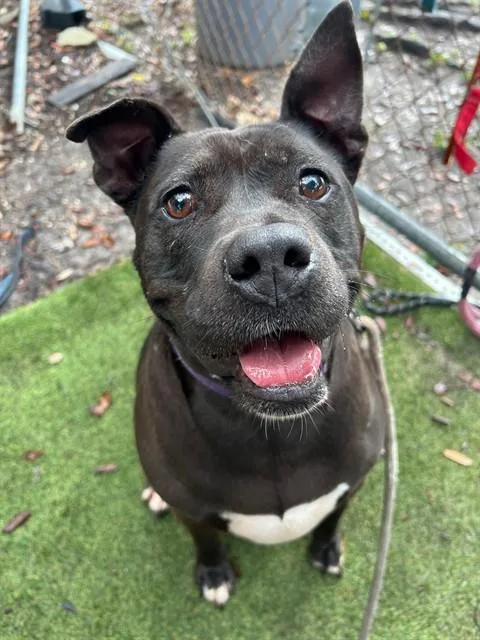 An adult large-sized female Terrier dog named Molly for adoption in Miami, FL