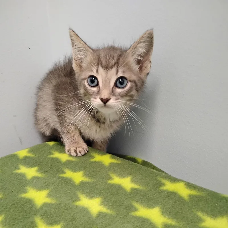 A baby small-sized male Gray / Blue / Silver Domestic Short Hair cat named Skeletor for adoption in Winchester, TN