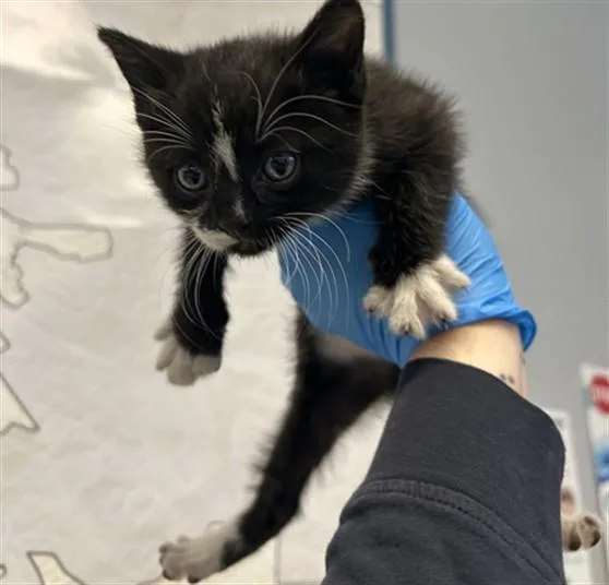 A baby small-sized female Domestic Short Hair cat named Purrsephone for adoption in San Jose, CA