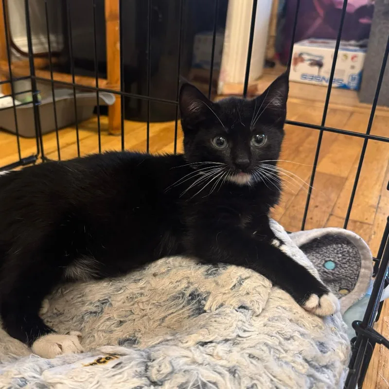 A young small-sized female Black Domestic Short Hair cat named Dr. Pepper for adoption in New York, NY