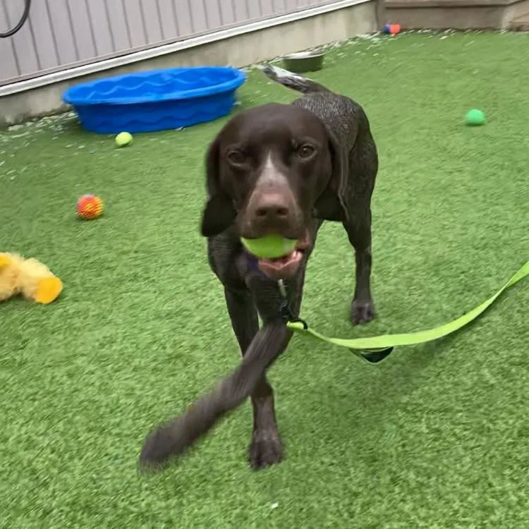 An adult medium-sized female Brown / Chocolate German Shorthaired Pointer dog named Poppy for adoption in Bedford, NH