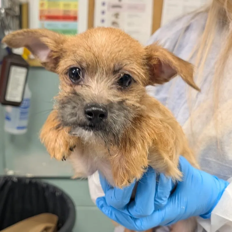 A baby small-sized male Yellow / Tan / Blond / Fawn Chihuahua dog named Dirk for adoption in Greenville, SC