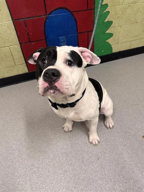 A young medium-sized male American Bulldog dog named Jackie for adoption in Indianapolis, IN