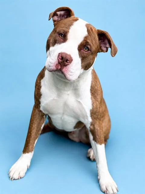 A young large-sized male Pit Bull Terrier dog named Red for adoption in Westminster, MD