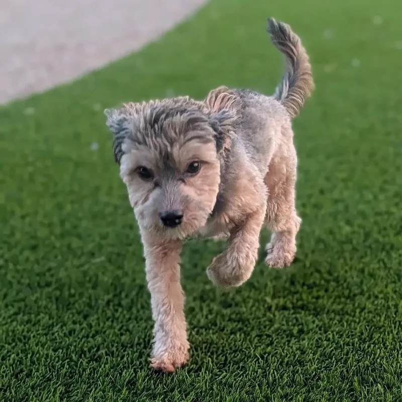 A young small-sized male Yorkie Poo dog named Fluffy for adoption in Marana, AZ