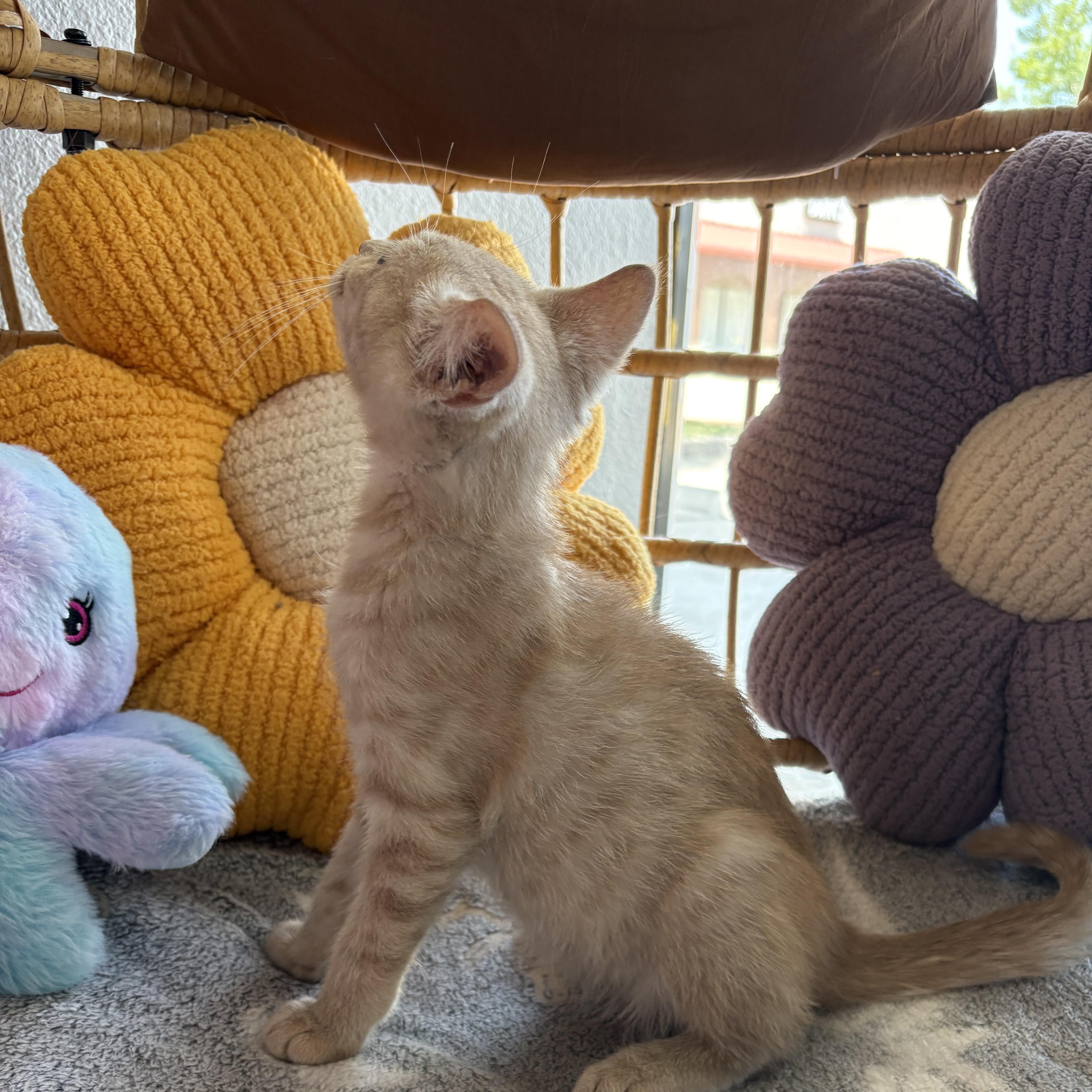 A baby small-sized male Tabby (Orange / Red) Domestic Short Hair cat named Lucien for adoption in Liverpool, TX