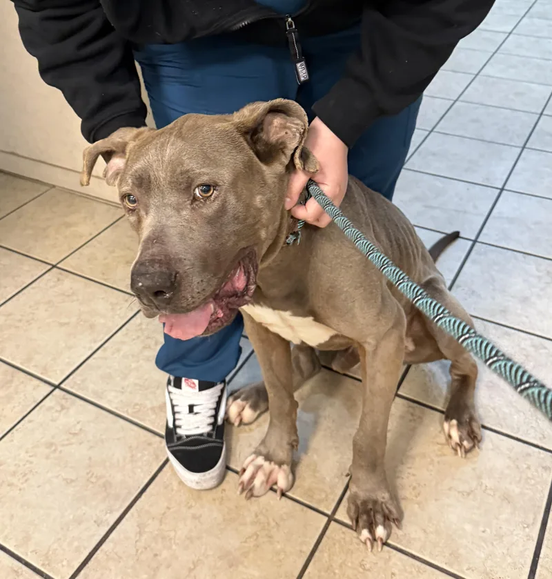 An adult large-sized male Gray / Blue / Silver Cane Corso dog named Carsten Charlie for adoption in Las Vegas, NV