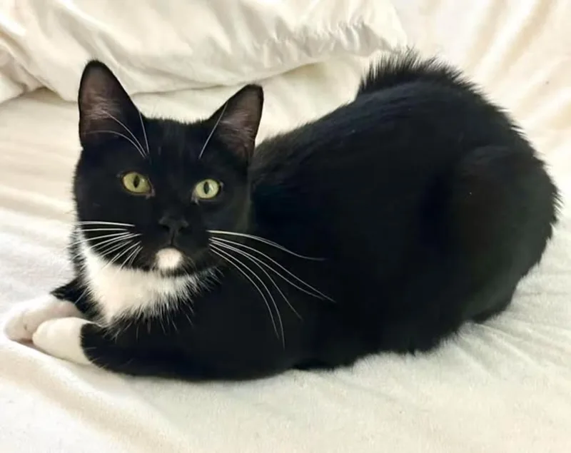 An adult medium-sized male Black & White / Tuxedo Domestic Short Hair cat named Leon for adoption in Toms River, NJ