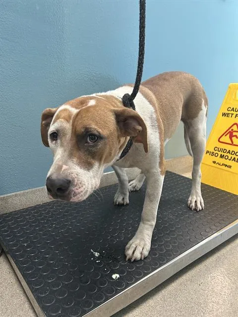 Lulu