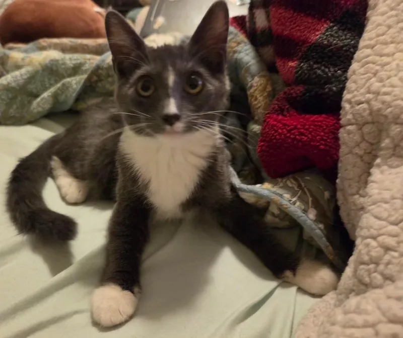 A baby medium-sized female Domestic Short Hair cat named Splunk for adoption in Pocatello, ID