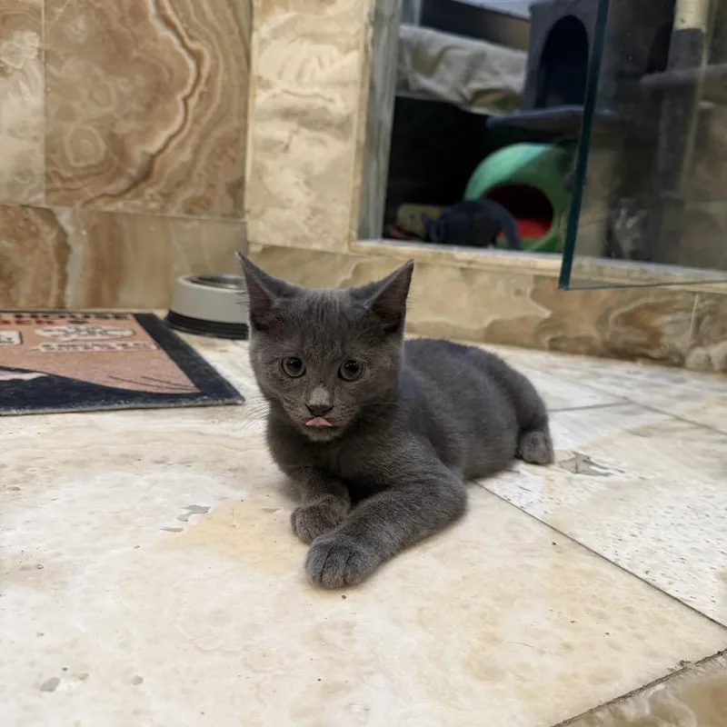 A baby small-sized female Gray / Blue / Silver American Shorthair cat named Topaz for adoption in Bessemer, AL