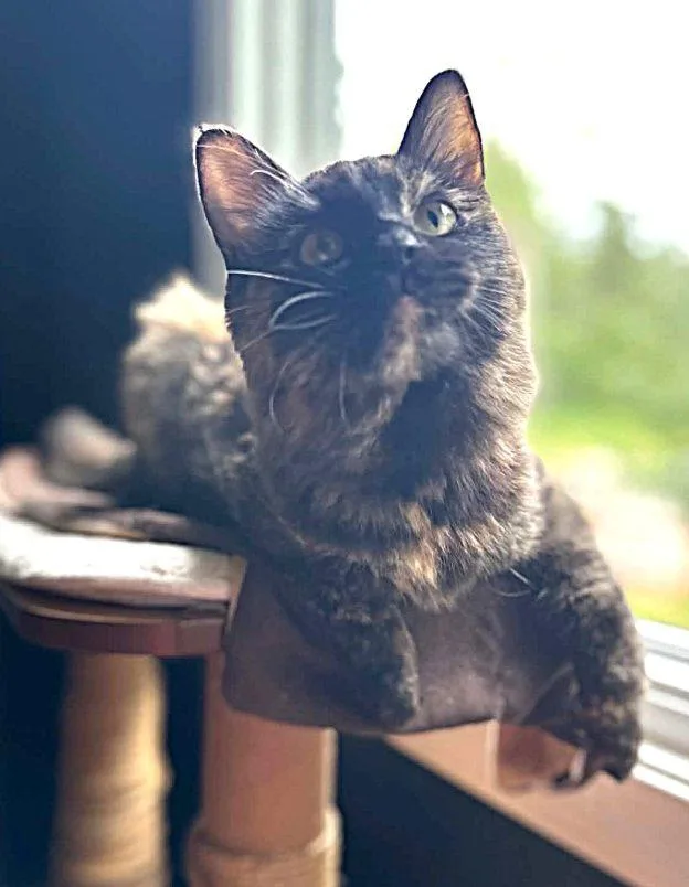 A young medium-sized female Tortoiseshell cat named Truffles for adoption in Anchorage, AK