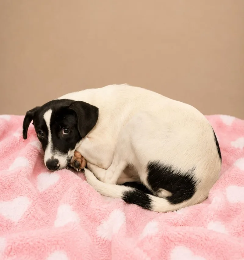 A baby medium-sized female Mixed Breed dog named Harriet for adoption in Hardeeville, SC