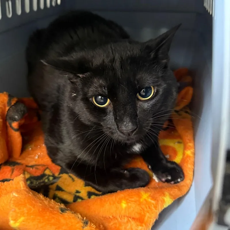 A young large-sized male Black Domestic Short Hair cat named Dude for adoption in Houston, TX