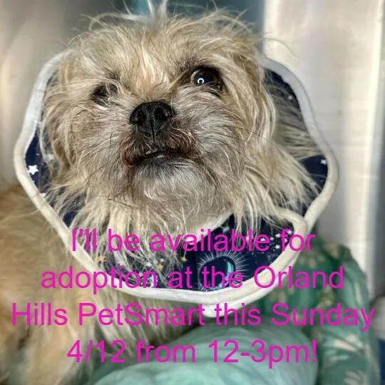 An adult small-sized female Yellow / Tan / Blond / Fawn Terrier dog named Tonya for adoption in Matteson, IL