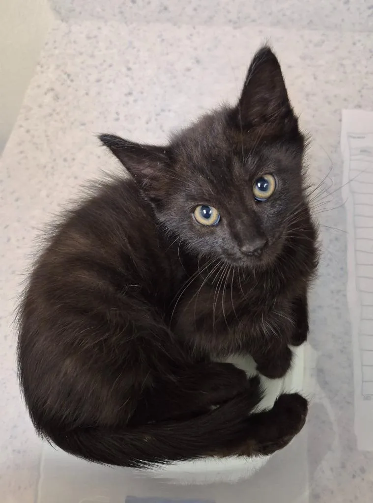 A baby medium-sized female Domestic Medium Hair cat named Arson for adoption in Christiansburg, VA