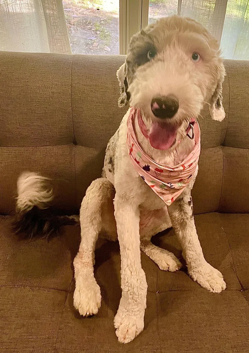 A baby medium-sized female White / Cream Poodle dog named Pepper for adoption in Carrollton, TX
