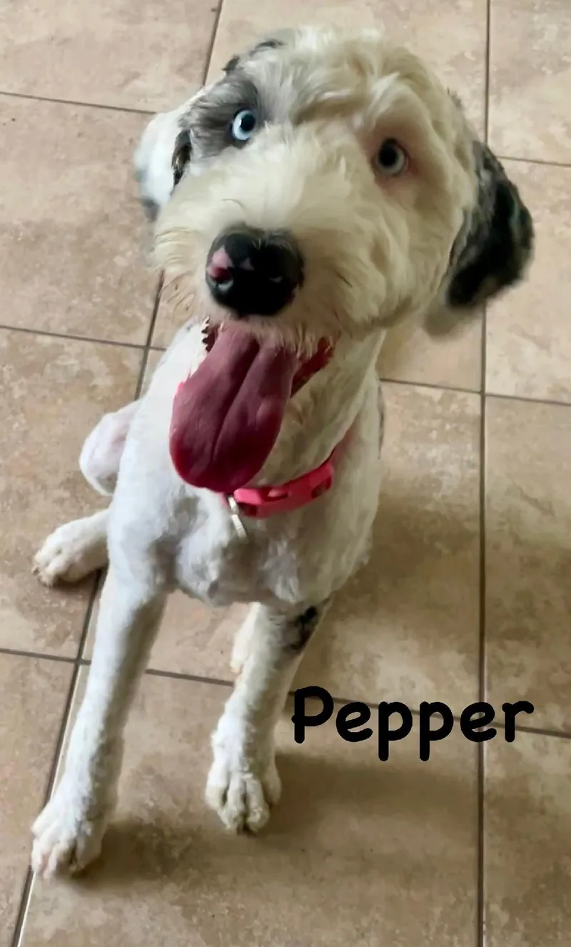 Pepper thumbnail 2